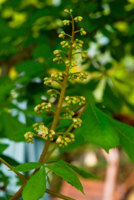 Aesculus hippocastaneum - jírovec koňský (maďal) - pupeny květ